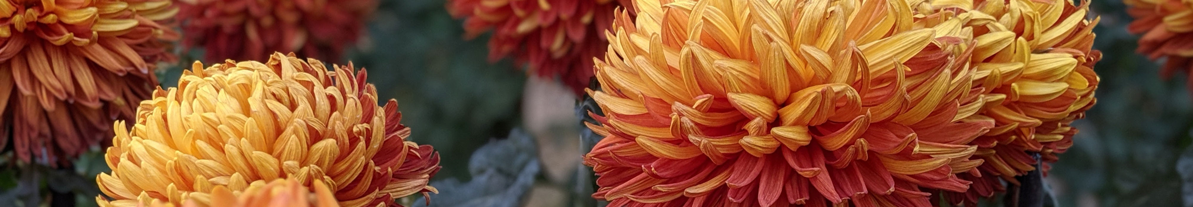 Orange Crysanthemums variety called Indian Summer due to its color.