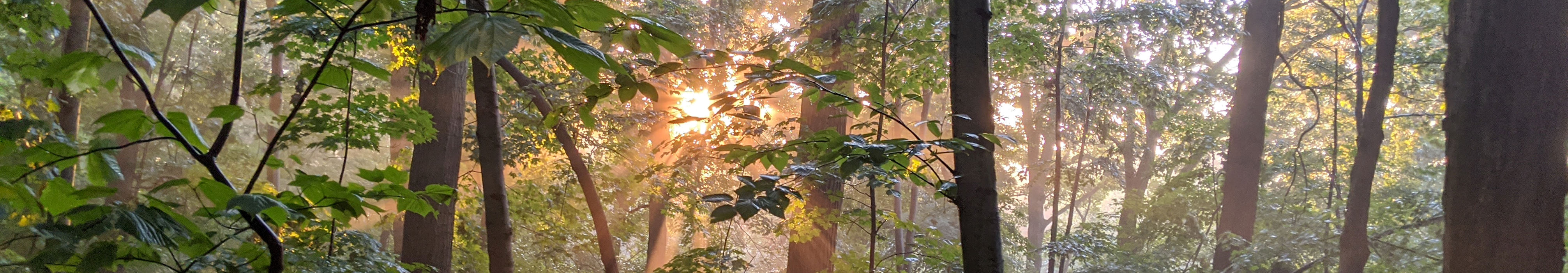 Rays shining through the forest in the morning.