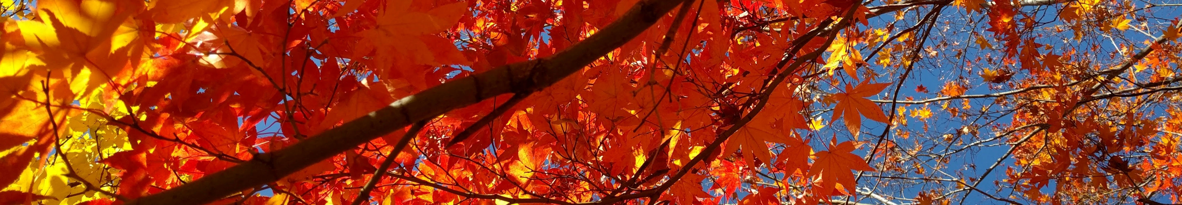 Red maple leaves in branches with some blue sky visible.